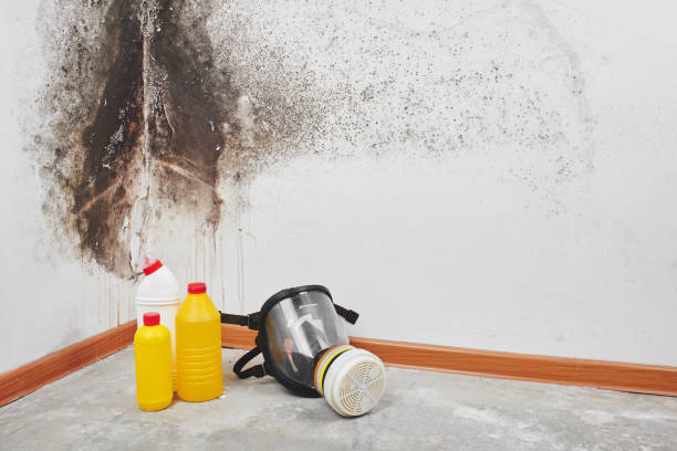 Best Office Mold Removal Services  in Nellysford, VA