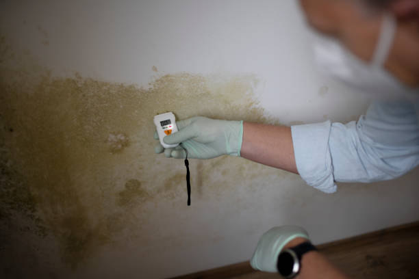 Best Black Mold Removal  in Nellysford, VA