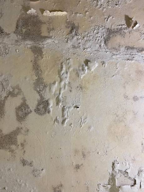 Best Mold Damage Repair  in Nellysford, VA
