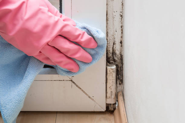 Best Mold Removal Near Me  in Nellysford, VA