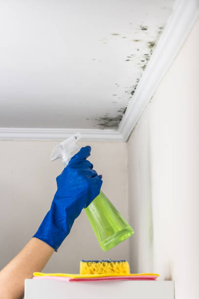 Best Mold Remediation  in Nellysford, VA